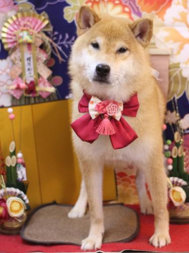 20240130こまくん